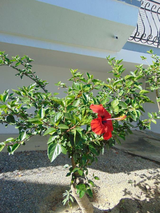 Villa Dora Faliraki Esterno foto